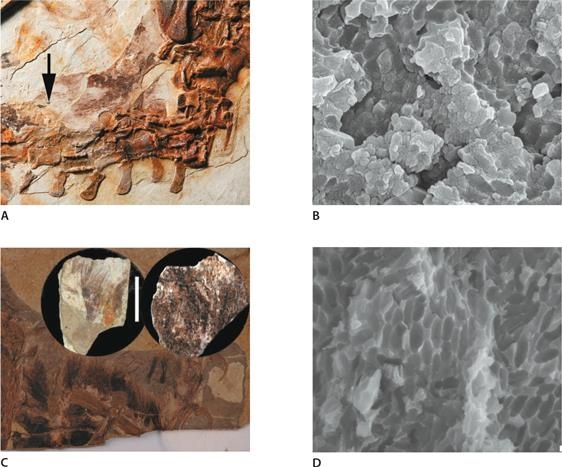 Иллюстрация к книге — Динозавры. 150 000 000 лет господства на Земле [i_125.jpg]