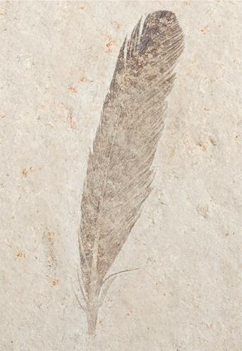 Иллюстрация к книге — Динозавры. 150 000 000 лет господства на Земле [i_126.jpg]