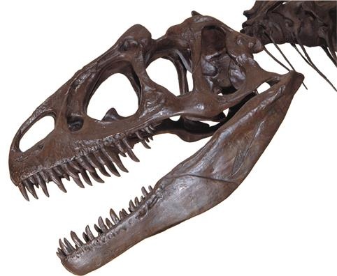 Иллюстрация к книге — Динозавры. 150 000 000 лет господства на Земле [i_127.jpg]