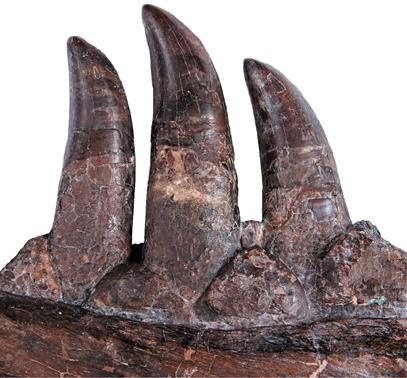 Иллюстрация к книге — Динозавры. 150 000 000 лет господства на Земле [i_131.jpg]