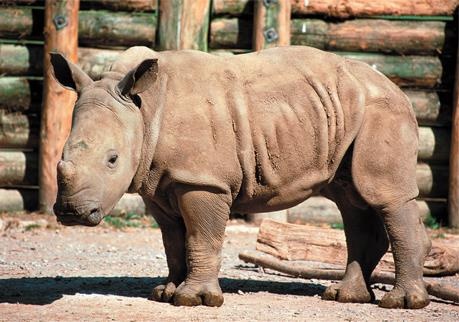 Иллюстрация к книге — Динозавры. 150 000 000 лет господства на Земле [i_134.jpg]