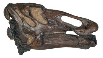 Иллюстрация к книге — Динозавры. 150 000 000 лет господства на Земле [i_135.jpg]