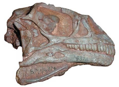 Иллюстрация к книге — Динозавры. 150 000 000 лет господства на Земле [i_137.jpg]