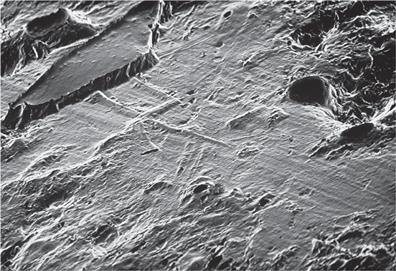 Иллюстрация к книге — Динозавры. 150 000 000 лет господства на Земле [i_138.jpg]