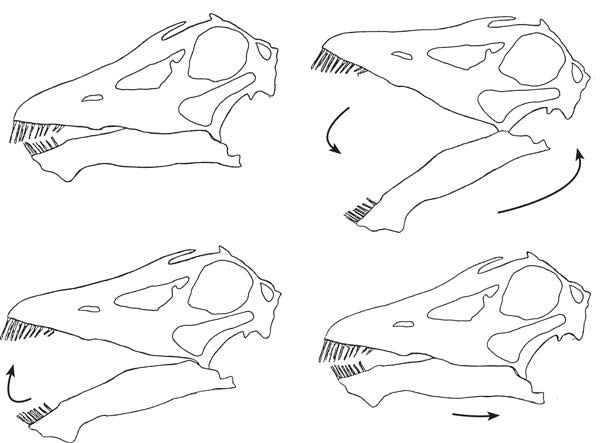 Иллюстрация к книге — Динозавры. 150 000 000 лет господства на Земле [i_139.jpg]