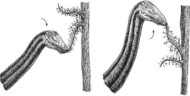 Иллюстрация к книге — Динозавры. 150 000 000 лет господства на Земле [i_140.jpg]