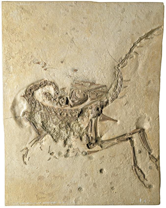 Иллюстрация к книге — Динозавры. 150 000 000 лет господства на Земле [i_145.jpg]