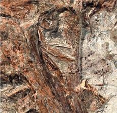 Иллюстрация к книге — Динозавры. 150 000 000 лет господства на Земле [i_147.jpg]