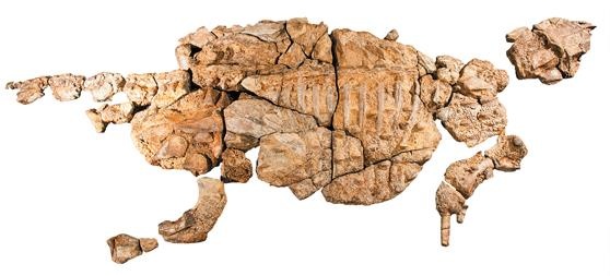 Иллюстрация к книге — Динозавры. 150 000 000 лет господства на Земле [i_149.jpg]