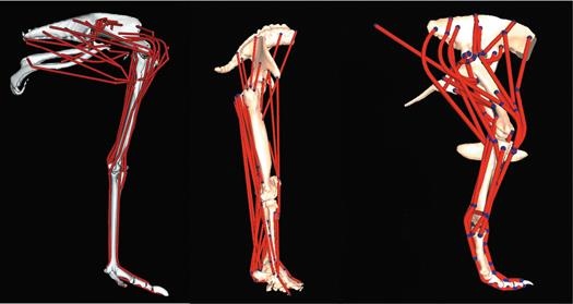 Иллюстрация к книге — Динозавры. 150 000 000 лет господства на Земле [i_151.jpg]