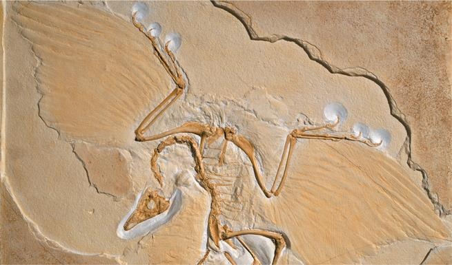 Иллюстрация к книге — Динозавры. 150 000 000 лет господства на Земле [i_157.jpg]