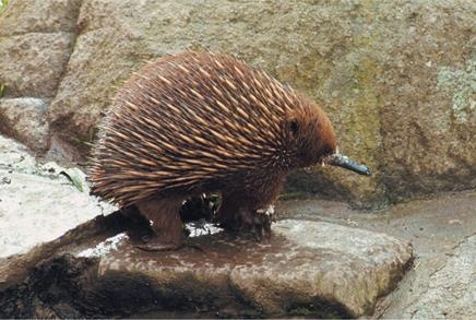 Иллюстрация к книге — Динозавры. 150 000 000 лет господства на Земле [i_159.jpg]