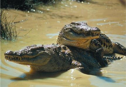 Иллюстрация к книге — Динозавры. 150 000 000 лет господства на Земле [i_163.jpg]