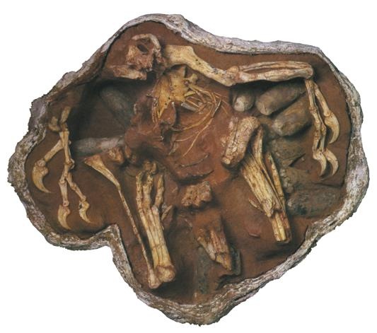 Иллюстрация к книге — Динозавры. 150 000 000 лет господства на Земле [i_172.jpg]