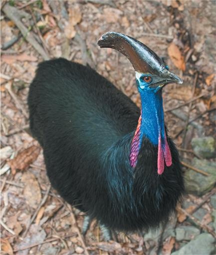 Иллюстрация к книге — Динозавры. 150 000 000 лет господства на Земле [i_176.jpg]