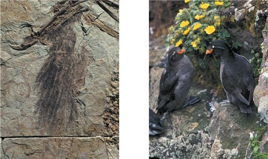 Иллюстрация к книге — Динозавры. 150 000 000 лет господства на Земле [i_179.jpg]