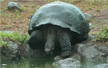 Иллюстрация к книге — Динозавры. 150 000 000 лет господства на Земле [i_180.jpg]