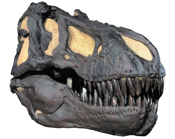 Иллюстрация к книге — Динозавры. 150 000 000 лет господства на Земле [i_184.jpg]