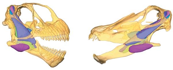 Иллюстрация к книге — Динозавры. 150 000 000 лет господства на Земле [i_187.jpg]