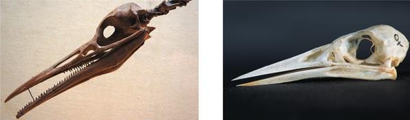 Иллюстрация к книге — Динозавры. 150 000 000 лет господства на Земле [i_192.jpg]