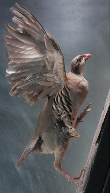 Иллюстрация к книге — Динозавры. 150 000 000 лет господства на Земле [i_201.jpg]