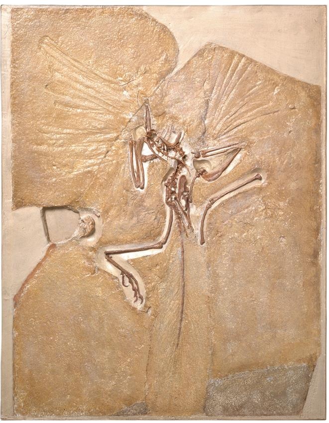 Иллюстрация к книге — Динозавры. 150 000 000 лет господства на Земле [i_202.jpg]