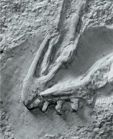 Иллюстрация к книге — Динозавры. 150 000 000 лет господства на Земле [i_203.jpg]