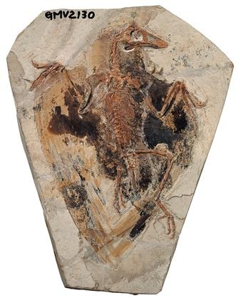 Иллюстрация к книге — Динозавры. 150 000 000 лет господства на Земле [i_205.jpg]