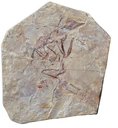 Иллюстрация к книге — Динозавры. 150 000 000 лет господства на Земле [i_207.jpg]