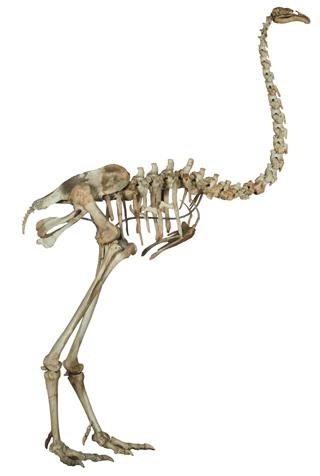 Иллюстрация к книге — Динозавры. 150 000 000 лет господства на Земле [i_218.jpg]