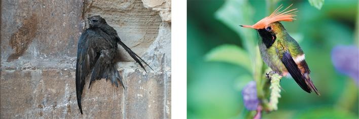 Иллюстрация к книге — Динозавры. 150 000 000 лет господства на Земле [i_222.jpg]