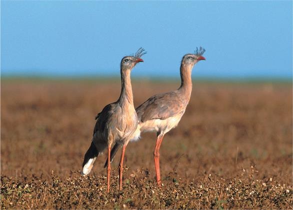 Иллюстрация к книге — Динозавры. 150 000 000 лет господства на Земле [i_225.jpg]