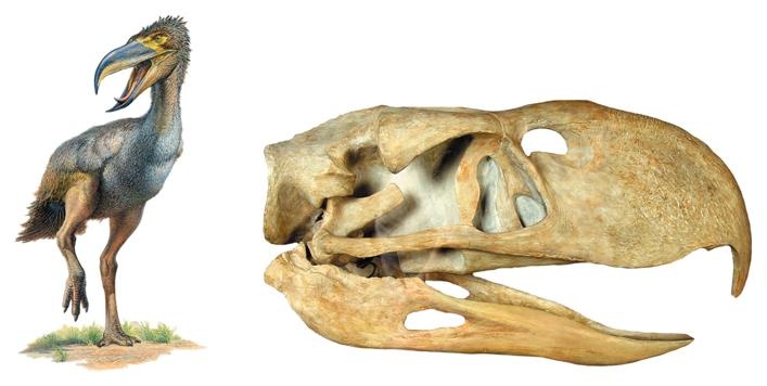 Иллюстрация к книге — Динозавры. 150 000 000 лет господства на Земле [i_226.jpg]