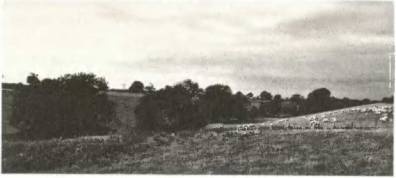 Иллюстрация к книге — Войны роз. Йорки против Ланкастеров [i_022.jpg]