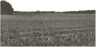 Иллюстрация к книге — Войны роз. Йорки против Ланкастеров [i_041.jpg]