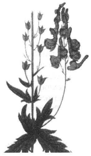 Иллюстрация к книге — Обреченные королевы [i_056.jpg]