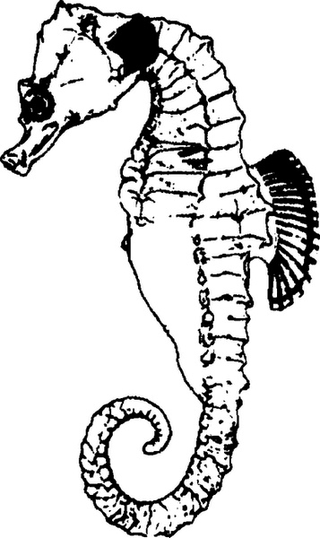 Иллюстрация к книге — Средневековый бестиарий. Что думали наши предки об окружающем их мире [i_136.jpg]