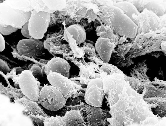 Иллюстрация к книге — Homo Deus. Краткая история будущего [i_003.jpg]