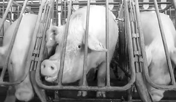 Иллюстрация к книге — Homo Deus. Краткая история будущего [i_013.jpg]