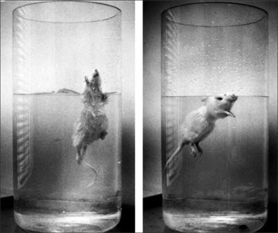 Иллюстрация к книге — Homo Deus. Краткая история будущего [i_017.jpg]