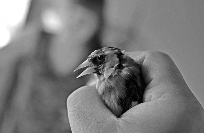 Иллюстрация к книге — Голубиная книга анархиста [i_006.jpg]