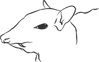 Иллюстрация к книге — 1111 удивительных фактов, которых вы не знали [i_042.jpg]