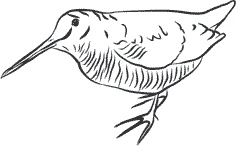 Иллюстрация к книге — 1111 удивительных фактов, которых вы не знали [i_157.jpg]