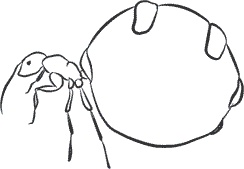 Иллюстрация к книге — 1111 удивительных фактов, которых вы не знали [i_160.jpg]