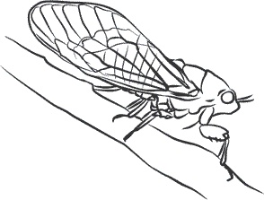 Иллюстрация к книге — 1111 удивительных фактов, которых вы не знали [i_174.jpg]