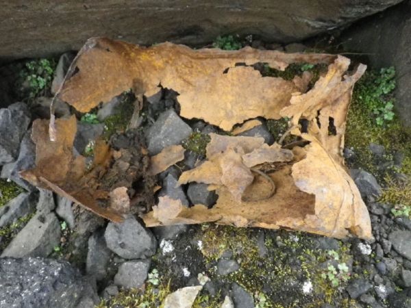 Иллюстрация к книге — Загадка штурмана Альбанова [i_021.jpg]