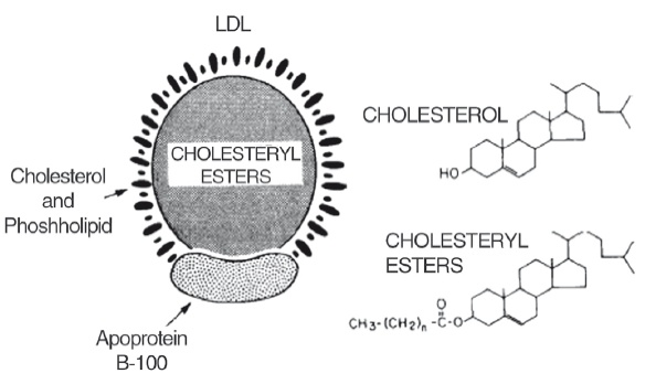 Иллюстрация к книге — Неалкогольная жировая болезнь печени [i_014.jpg]