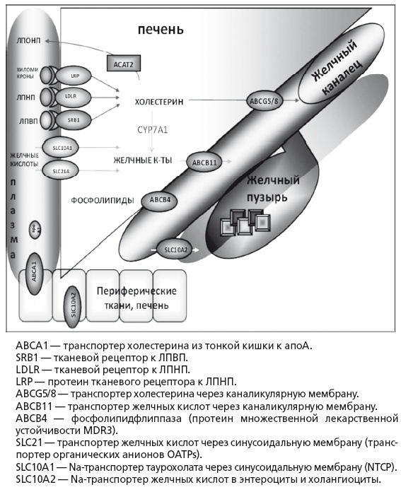 Иллюстрация к книге — Неалкогольная жировая болезнь печени [i_018.jpg]