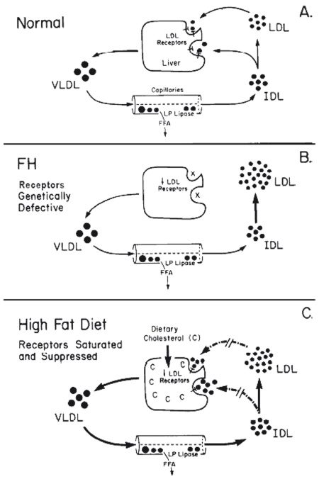 Иллюстрация к книге — Неалкогольная жировая болезнь печени [i_023.jpg]