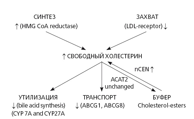 Иллюстрация к книге — Неалкогольная жировая болезнь печени [i_033.jpg]